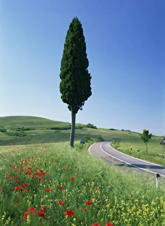 Winding Roads Europe Drucke: Winding road through typical landscape and a single