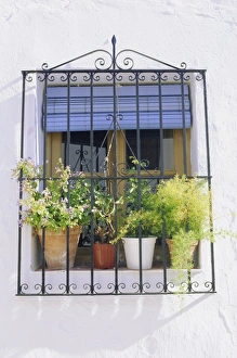 Fenster und Blumenpflanzenpotter