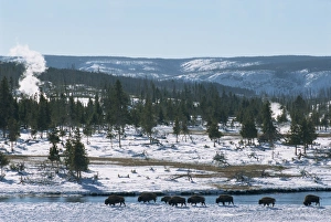 Yellowstone National Park Winter Drucke: Winter in Midway basin