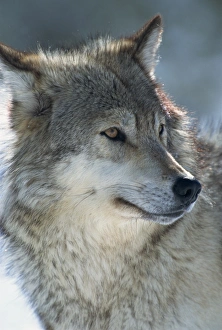 Wolf Photography Drucke: Wolf (Canis lupis)