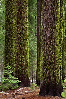 UNESCO World Heritage Site USA Drucke: Wolf lichen (Letharia vulpina)
