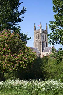 United Kingdom Cathedrals Drucke: Worcester Cathedral in spring sunshine, Worcester, Worcestershire, England