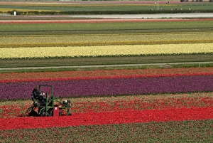 European Flower Fields Drucke: Working in the tulip rows in the bulb fields