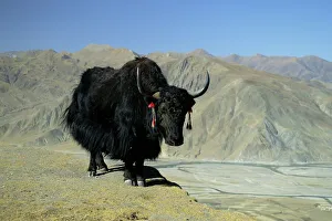 Drucke von Jäger, Tibet, Asien Verwandte Bilder Drucke: Yak, Tibet