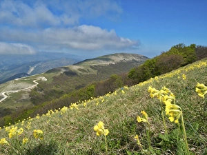 Gelbe Blumen blühen im Felder, Gipfel von Monte Acuto. Apeninen und die Region Umbrien sind Teil Italiens und liegen auf dem Kontinent Europa