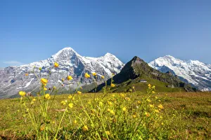 Gelbe Blumen umgeben den Berg Eiger in Mannlichen im Kanton Bern