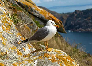 Spanish Wildlife Photos Drucke: Yellow-legged gull (Larus Michahellis)