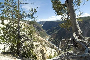 Bilder Datiert 23. Januar 2000: Geyserküste Yellowstone