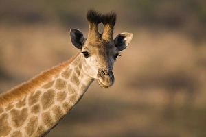 Giraffa Camelopardalis Pictures Drucke: Young giraffe (Giraffa camelopardalis)