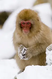 Asian Primate Photos Drucke: Young Japanese macaque (Macaca fuscata) (snow monkey)