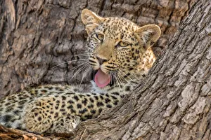 Panthera Pardus Images Drucke: Young leopard (Panthera pardus), yawning in a tree, South Luangwa National Park, Zambia
