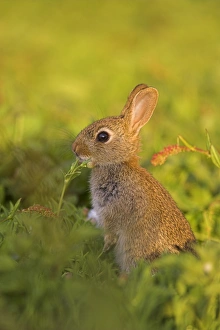 Young Rabbit Drucke: Young rabbit