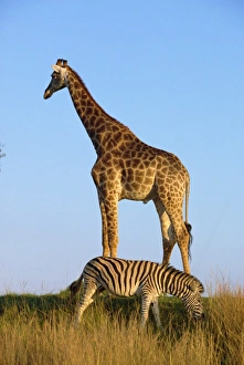 Colorful Natural World Images Drucke: Zebra and giraffe