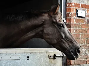 Denman