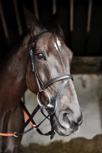 Denman