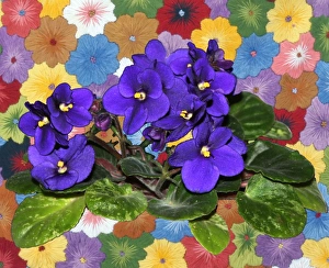 Afrikanische Knabberblume