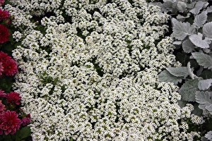 Commercial Use Images Drucke: Alysium
