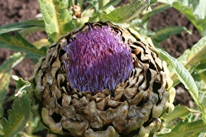 Artichoke Close Up Drucke: Artichoke