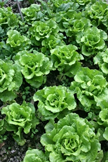 Fresh Produce Display Drucke: Bed of lettuce