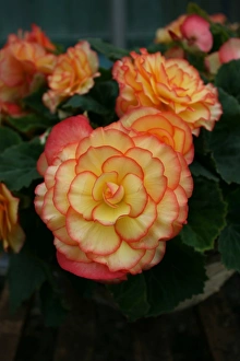 Commercial Use Images Drucke: Begonia