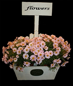 Flower Arrangement Ideas Drucke: Box of daisies