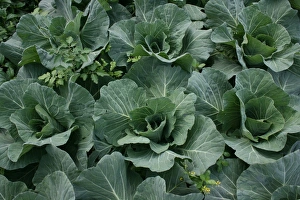 Brassica Oleracea Varieties Drucke: Cabbage