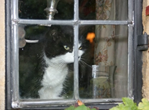 Domestic Cat Picture Drucke: Cat in the window