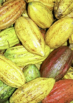 Cocoa Fruit Drucke: Cocoa pods