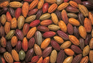 Kakaobohnen