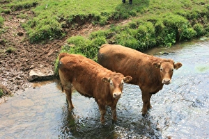 Rural England Scenes Drucke: Cows in Devon field, UK
