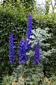 Photoslot Images Drucke: Delphinium