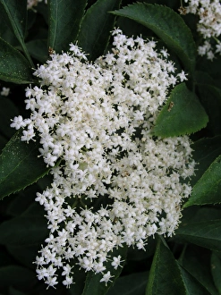 Commercial Use Images Drucke: Elderflower