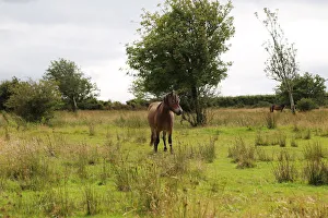 Exmoorer Pferd, Somerset, Vereinigtes Königreich