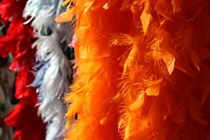 Photoslot Stock Images Drucke: Feather