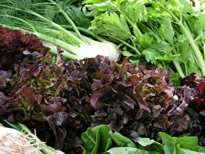 Fresh Fennel Drucke: Fennel and lettuce