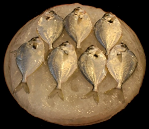 Freshwater Fish Pictures Drucke: Fish on ice
