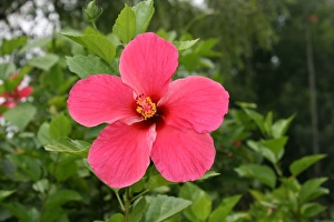 Vibrant Flowers Drucke: Hibiscus