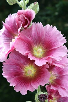 Photoslot Images Drucke: Hollyhock