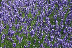 British Wildflowers In Bloom Drucke: Lavender fields, Kent, UK