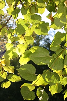 Commercial Use Images Drucke: Leaves