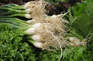 Spring Onion Images Drucke: Lettuce and spring onions