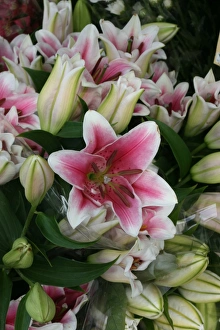 Photoslot Images Drucke: Lilies