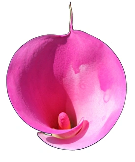 Home Decor Inspiration Drucke: Lily