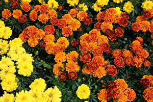 Photoslot Images Drucke: Marigold