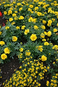 Garden Flowers Photos Drucke: Marigolds and daisies