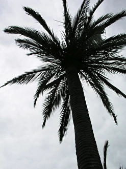 Photoslot Stock Images Drucke: Palm tree