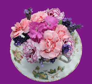 Floral Still Life Photography Drucke: Pinks in teacup