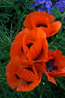 Poppy Field Drucke: Poppies