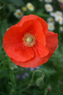 Floral Photography Drucke: Poppy