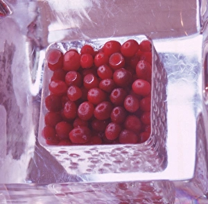 Summer Desserts Ideas Drucke: Redcurrants in ice